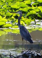 Blue Huron Crane
