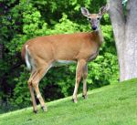 Deer