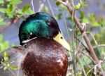 Mallard Duck