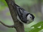 Nutthacher