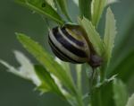 Snail
