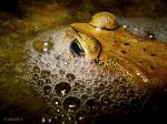 Frog In The Pond