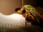 Moth 