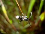 Wasp With Dew Drops