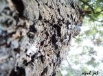 Bark Of A Tree