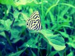 Beautiful Butterfly In Nature