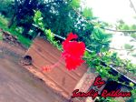 Beautiful Flower