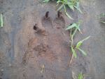 Symbol Of Nature 