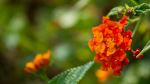 Konghini Flower