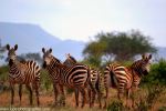 Zebras Inlove