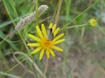 Missing Flower 
