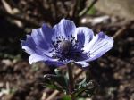 Anemone