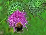 Bee Collecting Polllen