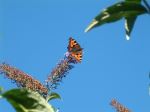 Blue Sky Butterfly