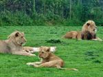 Family Pride