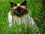Feline Predator 