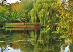 Golden Shades Of Autumn
