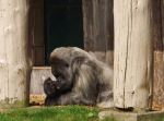 Missing His Mate 