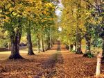 Path Of Gold