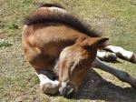 Sleeping Foal