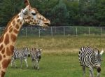 Stop At The Zebra Crossing