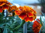 Summer Blooms