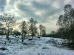 Winter On The Downs