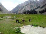 Three Horses