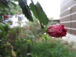Water Drop