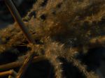 The Golden Sheet Of Nature