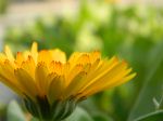 The Yellow Bliss