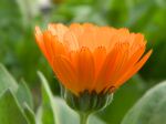 Winter Warmth In Orange