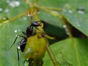 Ant On Rainy Day