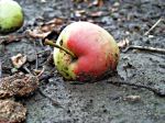 Bad Apple