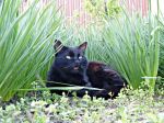 Black Cat
