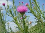 Thistle