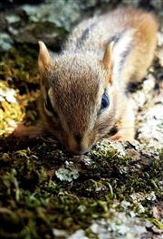 Nature Animals