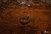 Water Drops