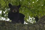 Gorgeous Baby Cub