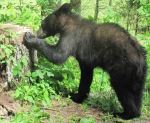 Hunting For Food