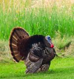 My Backyard Gobbler