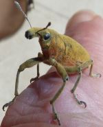 Novo Amigo