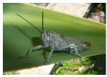 On My Garden
