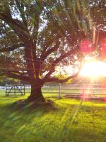 Sunset Through A Walnut Tree