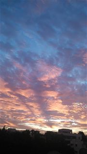 Mother Nature Morning Glory