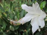 Pure White