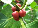 Red And Green