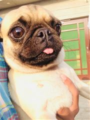 Pug 