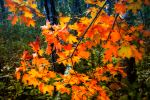 Fall Colors