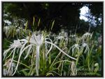 Very Cute Flower